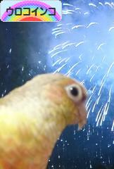 にほんブログ村 鳥ブログ ウロコインコへ