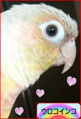 にほんブログ村 鳥ブログ ウロコインコへ