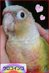 にほんブログ村 鳥ブログ ウロコインコへ