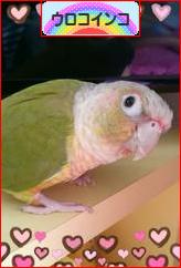 にほんブログ村 鳥ブログ ウロコインコへ