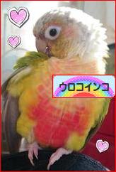 にほんブログ村 鳥ブログ ウロコインコへ