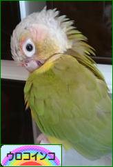 にほんブログ村 鳥ブログ ウロコインコへ