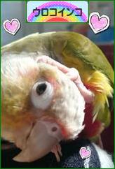 にほんブログ村 鳥ブログ ウロコインコへ