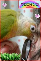 にほんブログ村 鳥ブログ ウロコインコへ