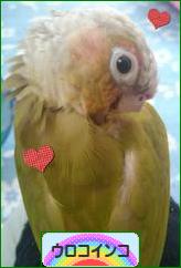 にほんブログ村 鳥ブログ ウロコインコへ