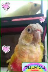 にほんブログ村 鳥ブログ ウロコインコへ