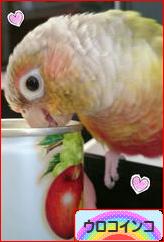 にほんブログ村 鳥ブログ ウロコインコへ