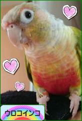 にほんブログ村 鳥ブログ ウロコインコへ