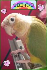 にほんブログ村 鳥ブログ ウロコインコへ