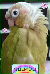 にほんブログ村 鳥ブログ ウロコインコへ