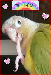 にほんブログ村 鳥ブログ ウロコインコへ