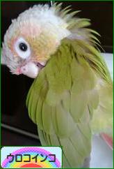 にほんブログ村 鳥ブログ ウロコインコへ