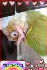 にほんブログ村 鳥ブログ ウロコインコへ