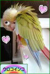 にほんブログ村 鳥ブログ ウロコインコへ