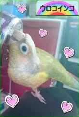にほんブログ村 鳥ブログ ウロコインコへ