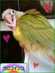 にほんブログ村 鳥ブログ ウロコインコへ