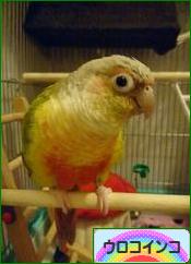 にほんブログ村 鳥ブログ ウロコインコへ
