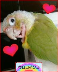 にほんブログ村 鳥ブログ ウロコインコへ