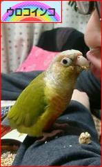 にほんブログ村 鳥ブログ ウロコインコへ