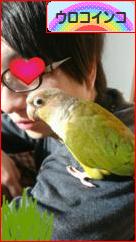 にほんブログ村 鳥ブログ ウロコインコへ