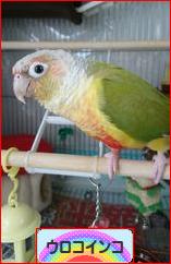 にほんブログ村 鳥ブログ ウロコインコへ