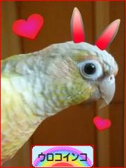 にほんブログ村 鳥ブログ ウロコインコへ