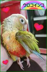 にほんブログ村 鳥ブログ ウロコインコへ
