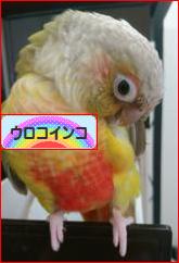 にほんブログ村 鳥ブログ ウロコインコへ