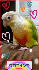 にほんブログ村 鳥ブログ ウロコインコへ