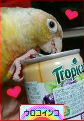 にほんブログ村 鳥ブログ ウロコインコへ