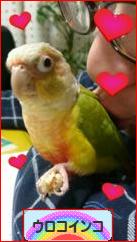 にほんブログ村 鳥ブログ ウロコインコへ