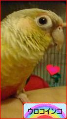 にほんブログ村 鳥ブログ ウロコインコへ