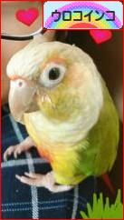にほんブログ村 鳥ブログ ウロコインコへ