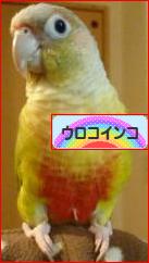 にほんブログ村 鳥ブログ ウロコインコへ