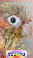 にほんブログ村 鳥ブログ ウロコインコへ