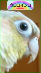 にほんブログ村 鳥ブログ ウロコインコへ