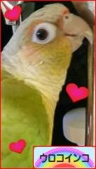 にほんブログ村 鳥ブログ ウロコインコへ