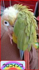 にほんブログ村 鳥ブログ ウロコインコへ