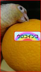 にほんブログ村 鳥ブログ ウロコインコへ
