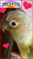 にほんブログ村 鳥ブログ ウロコインコへ