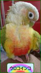 にほんブログ村 鳥ブログ ウロコインコへ