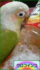 にほんブログ村 鳥ブログ ウロコインコへ