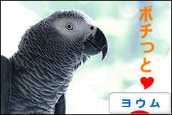 にほんブログ村 鳥ブログ ヨウムへ