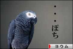 にほんブログ村 鳥ブログ ヨウムへ