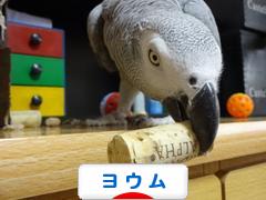 にほんブログ村 鳥ブログ ヨウムへ