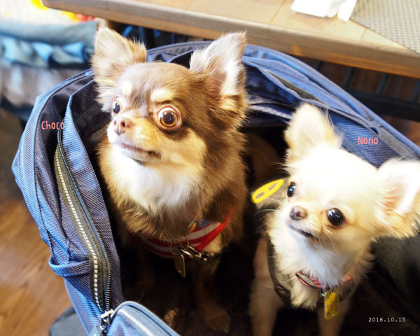 ここあちゃん家