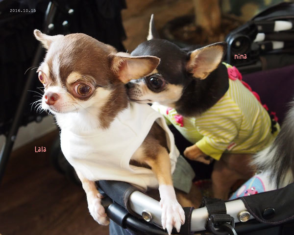 ララちゃんニッコロ