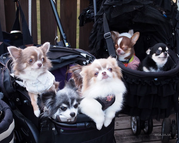 チーくんドヤ顔