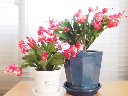 シャコバサボテン