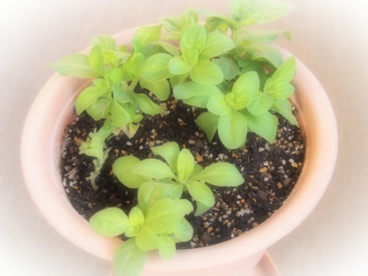 ペチュニア挿し木